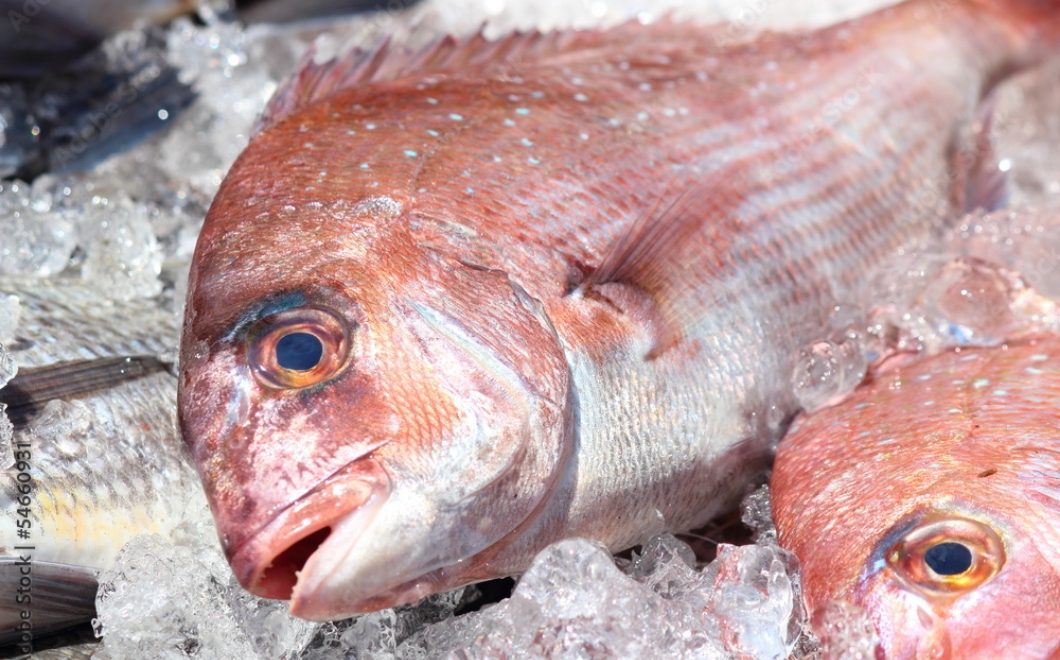 明石の鯛と遜色ない来島海峡の魚